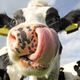 Image for article titled What Causes Aftertaste?